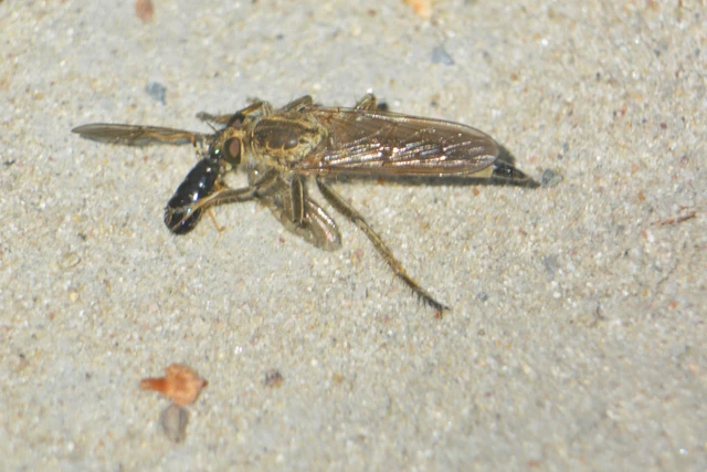 Asilidae - rablólégyfélék
