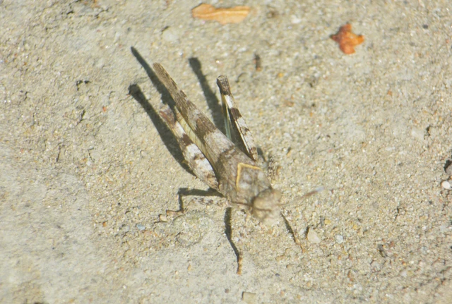 Oedipoda caerulescens - kékszárnyú sáska