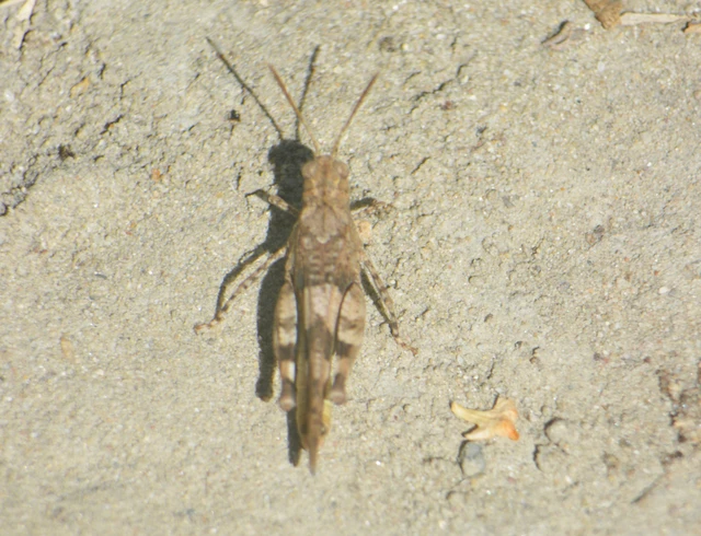 Oedipoda caerulescens - kékszárnyú sáska