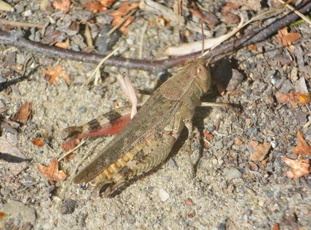 Calliptamus italicus - olaszsáska