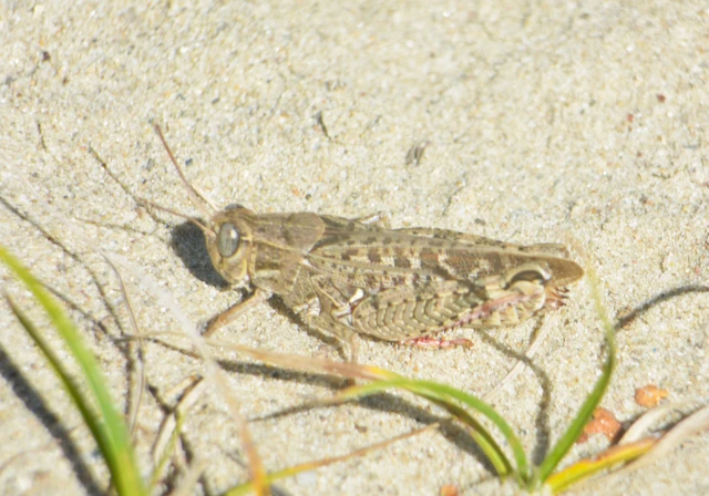 Calliptamus italicus - olaszsáska