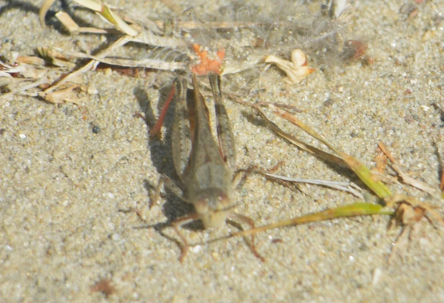 Calliptamus italicus - olaszsáska