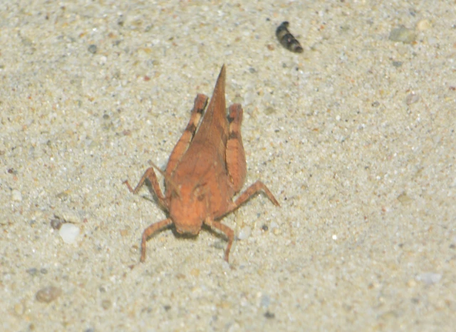 Oedipoda caerulescens - kékszárnyú sáska