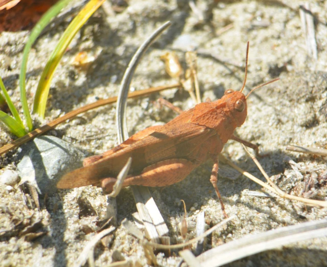 Oedipoda caerulescens - kékszárnyú sáska