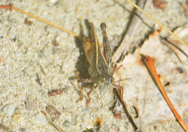 Calliptamus italicus - olaszsáska