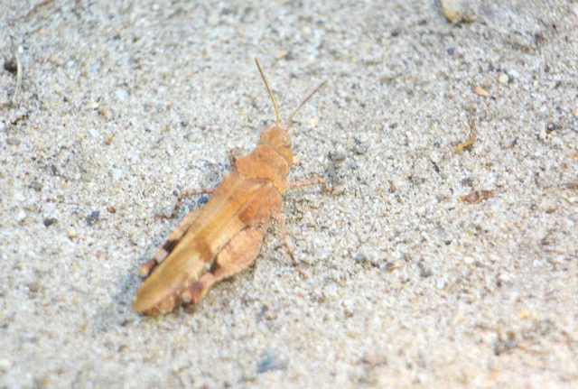 Oedipoda caerulescens - kékszárnyú sáska