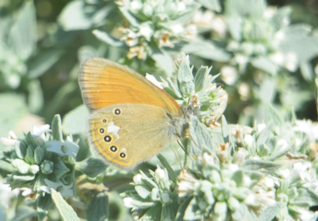 Coenonympha glycerion - közönséges szénalepke