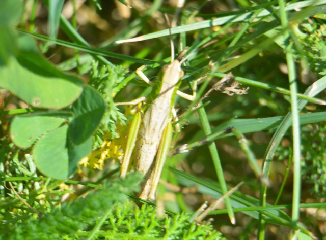 Pseudochorthippus parallelus - közönséges rétisáska