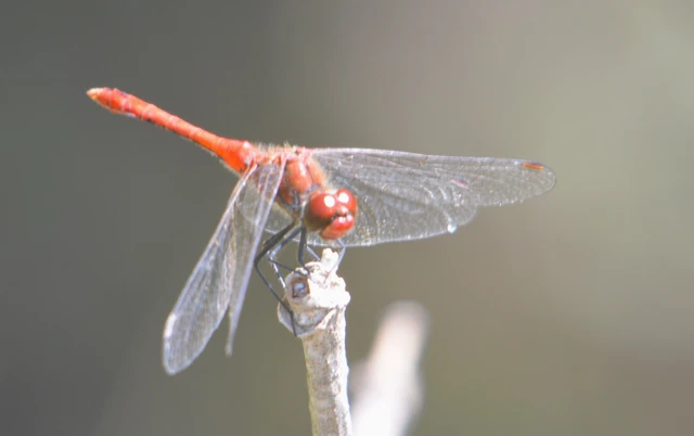 Sympetrum sanguineum - vörös katona-szitakötő