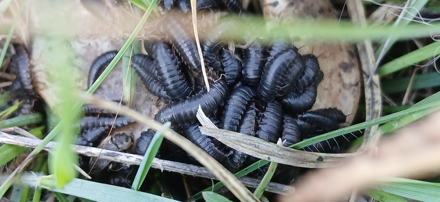 Silphidae - dögbogárfélék