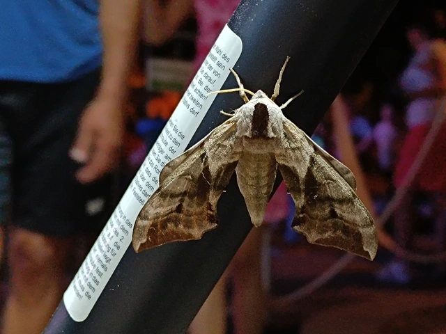 Smerinthus ocellatus - esti pávaszem
