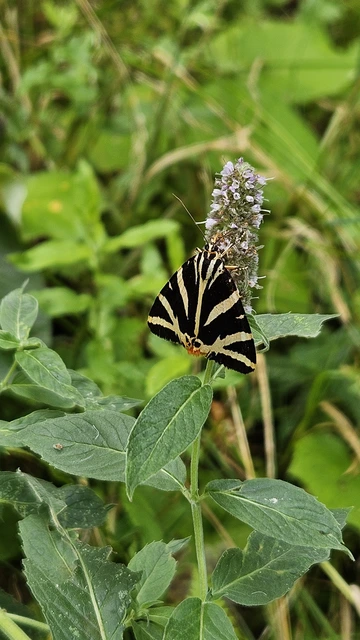 Euplagia quadripunctaria - csíkos medvelepke