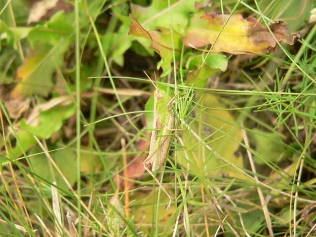 Chorthippus dorsatus - hátas rétisáska