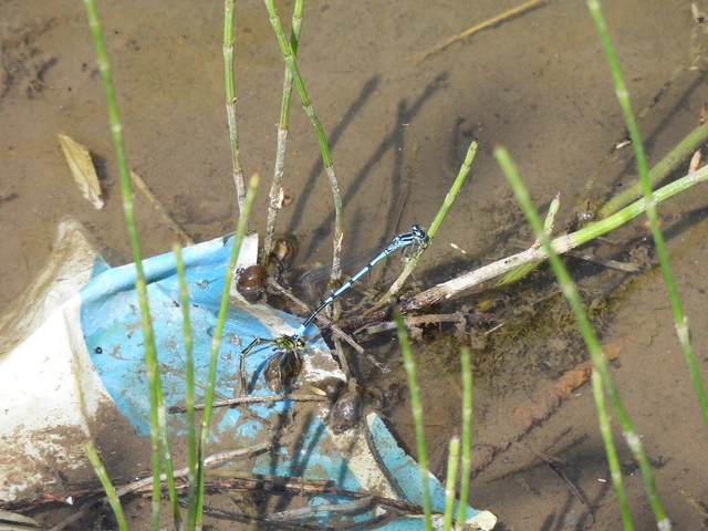 Coenagrion puella - azúrkék légivadász