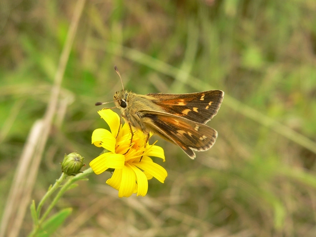 Hesperia comma - vesszős busalepke