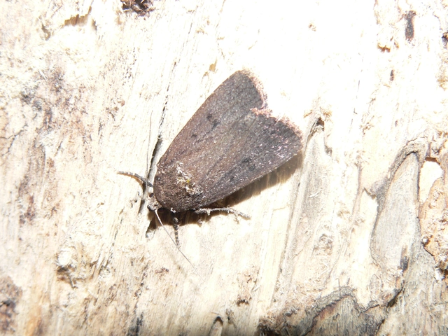 Amphipyra tragopoginis - bakszakállbagoly
