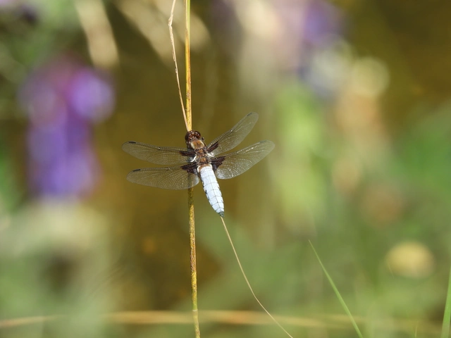 Libellula depressa - széles laposacsa