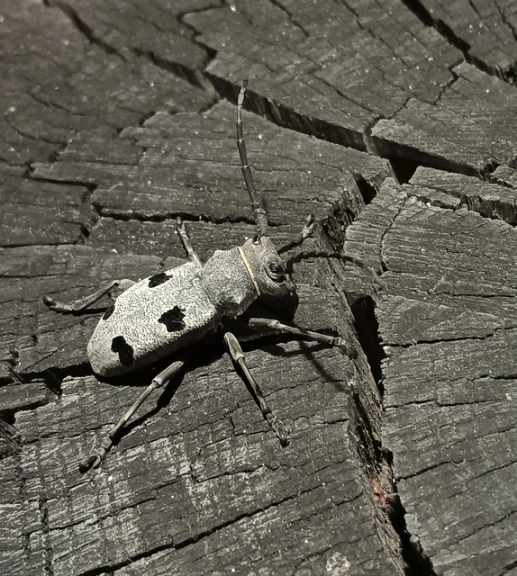 Morimus asper funereus - gyászcincér