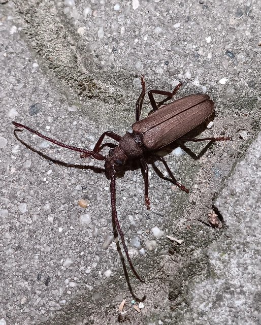 Aegosoma scabricorne - diófacincér