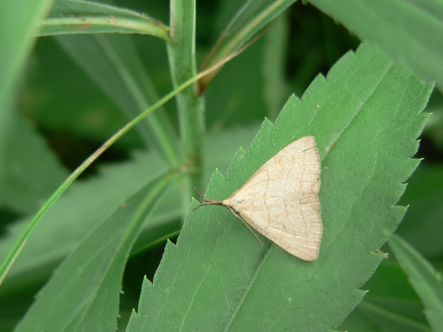 Polypogon tentacularia - sötétaljú karcsúbagoly
