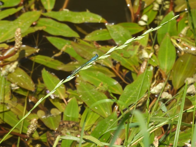 Coenagrion puella - azúrkék légivadász
