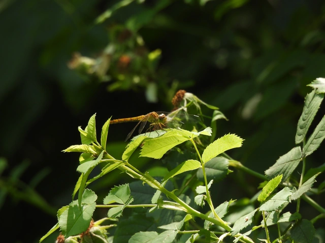 Sympetrum meridionale - fakó katona-szitakötő