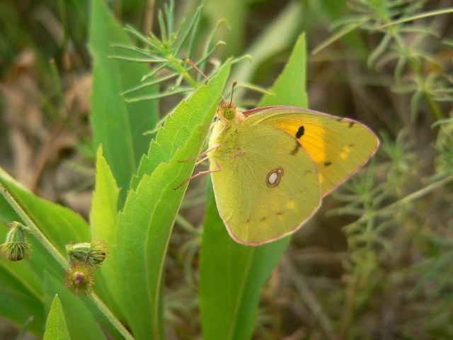 Colias croceus - sáfránylepke