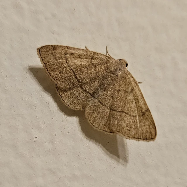 Paracolax tristalis - sárgás karcsúbagoly
