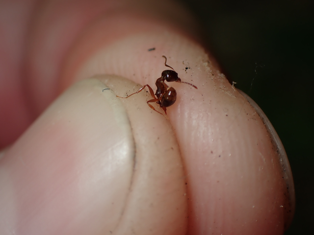 Aphaenogaster subterranea - vörös karcsúhangya