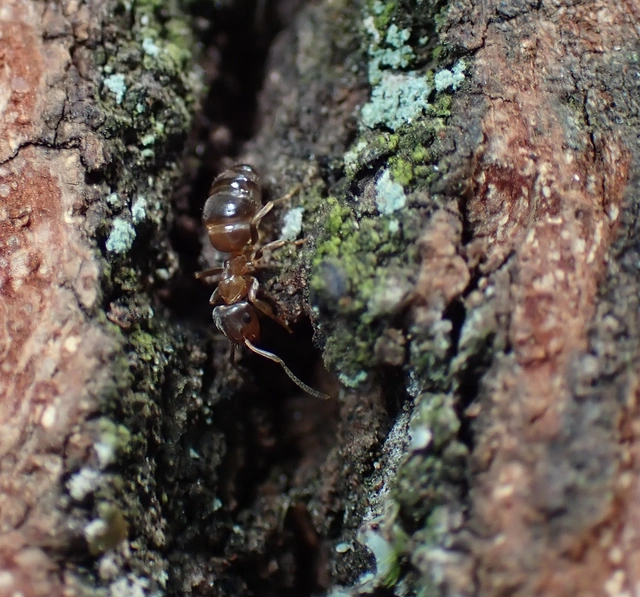 Lasius brunneus - rozsdáshátú feketehangya