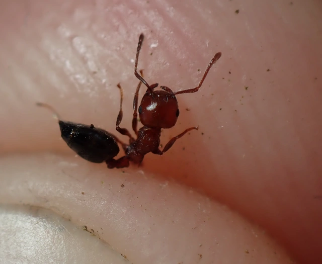 Crematogaster schmidti - vörös szívhangya