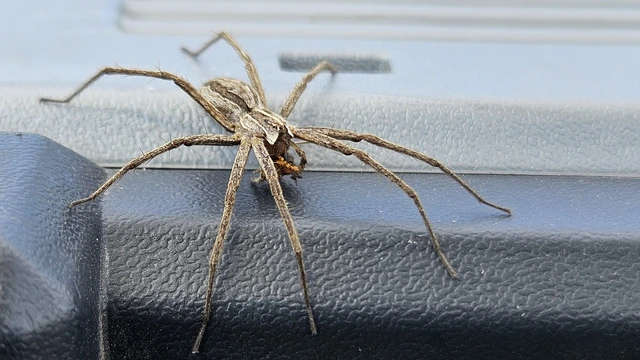 Pisaura mirabilis - csodáspók