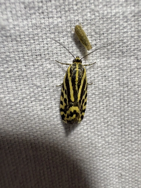 Emmelia trabealis - zebrabagoly