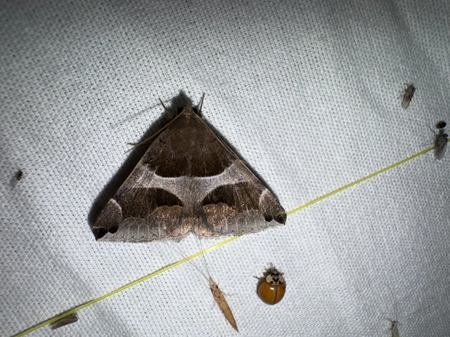 Dysgonia algira - déli porcelánbagoly