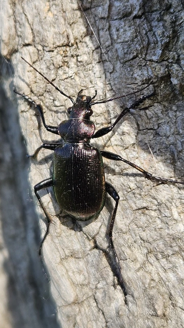 Calosoma inquisitor - kis bábrabló