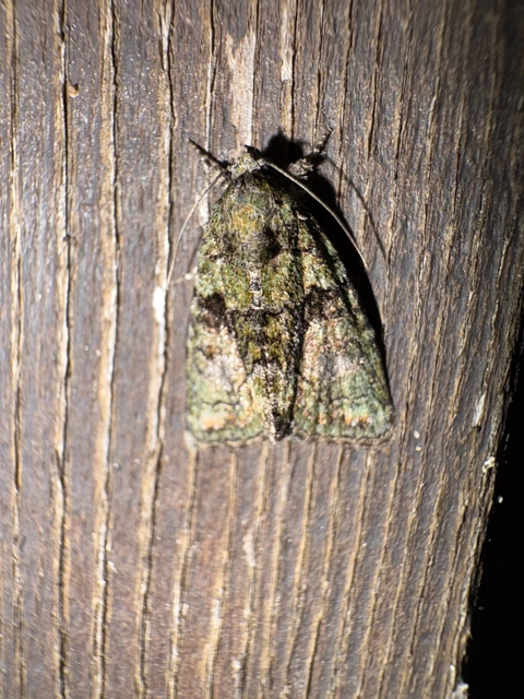 Cryphia algae - sárgászöld zuzmóbagoly