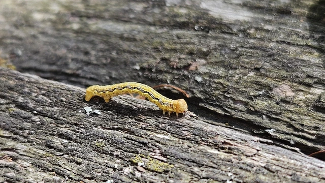 Erannis defoliaria - nagy téliaraszoló