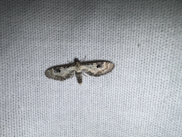 Eupithecia centaureata - búzavirág-törpearaszoló