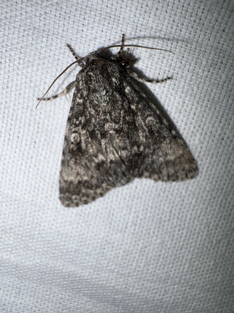 Acronicta megacephala - nagyfejű szigonyosbagoly