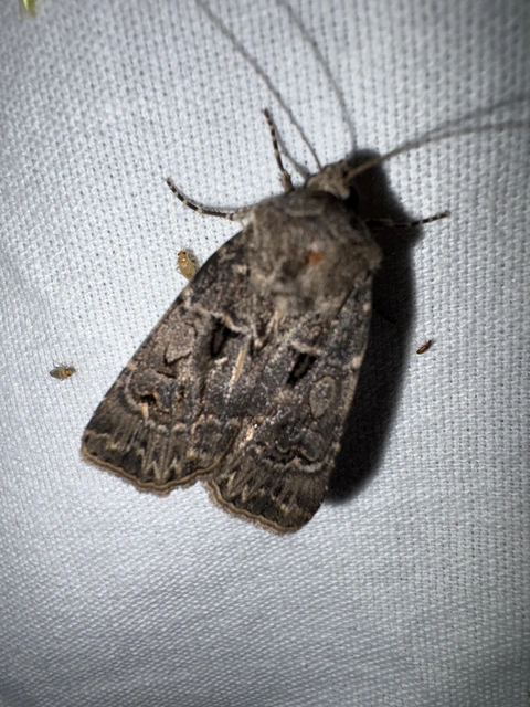 Agrotis bigramma - kétjegyű földibagoly