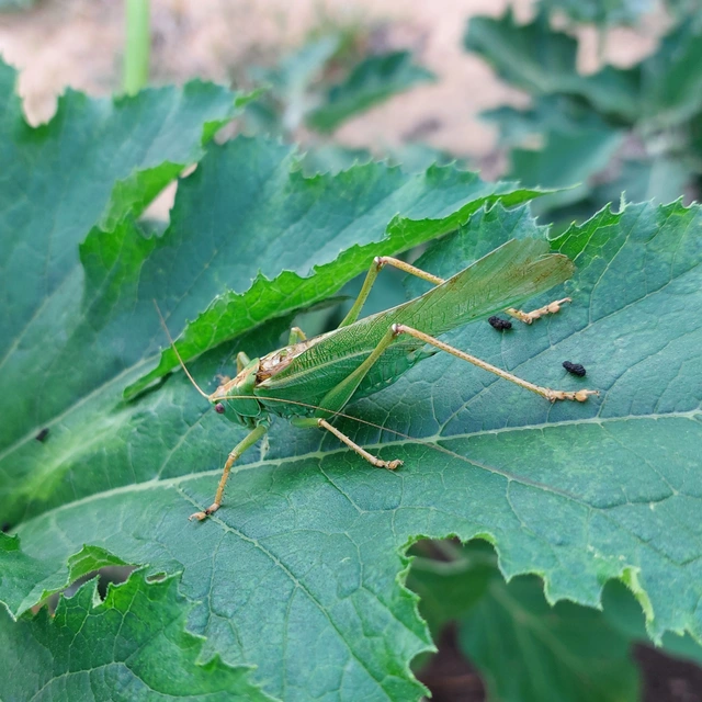 Tettigonia viridissima - zöld lombszöcske