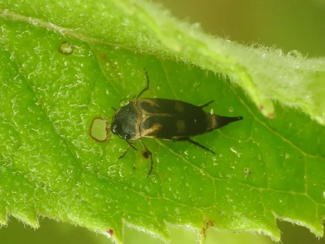 Variimorda villosa - szalagos maróka