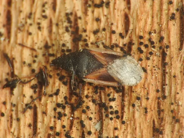 Oxycarenus lavaterae - hársbodobács