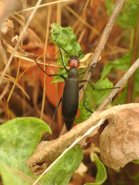 Epicauta rufidorsum - hollóbogár