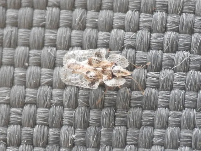 Corythucha arcuata - tölgy-csipkéspoloska