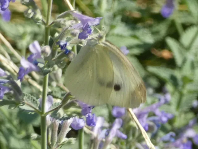 Pieris rapae - répalepke