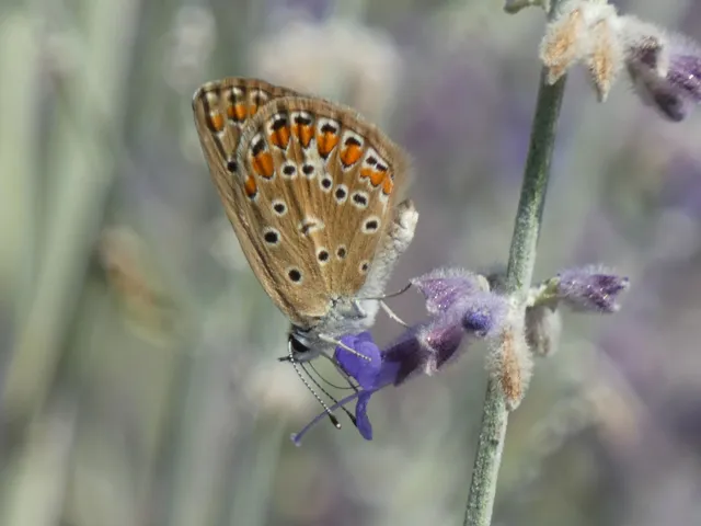 Polyommatus icarus - közönséges boglárka
