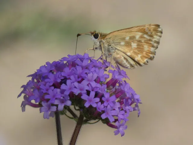 Carcharodus alceae - mályva-busalepke