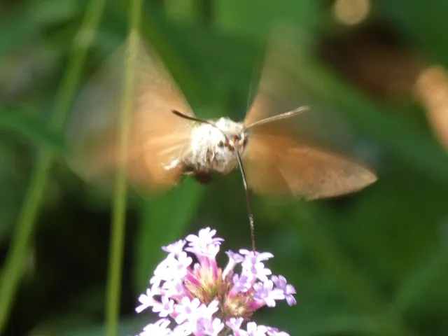 Macroglossum stellatarum - kacsafarkú szender