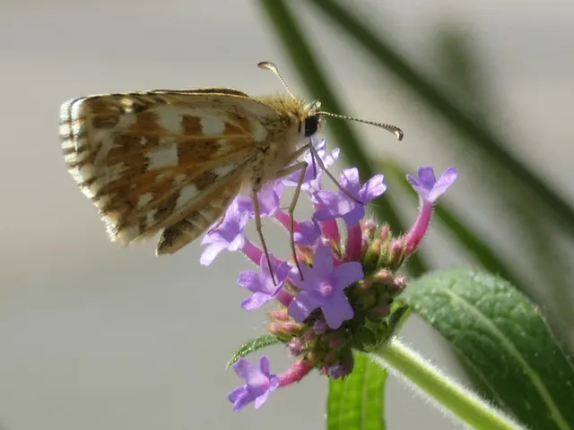 Pyrgus armoricanus - feles busalepke